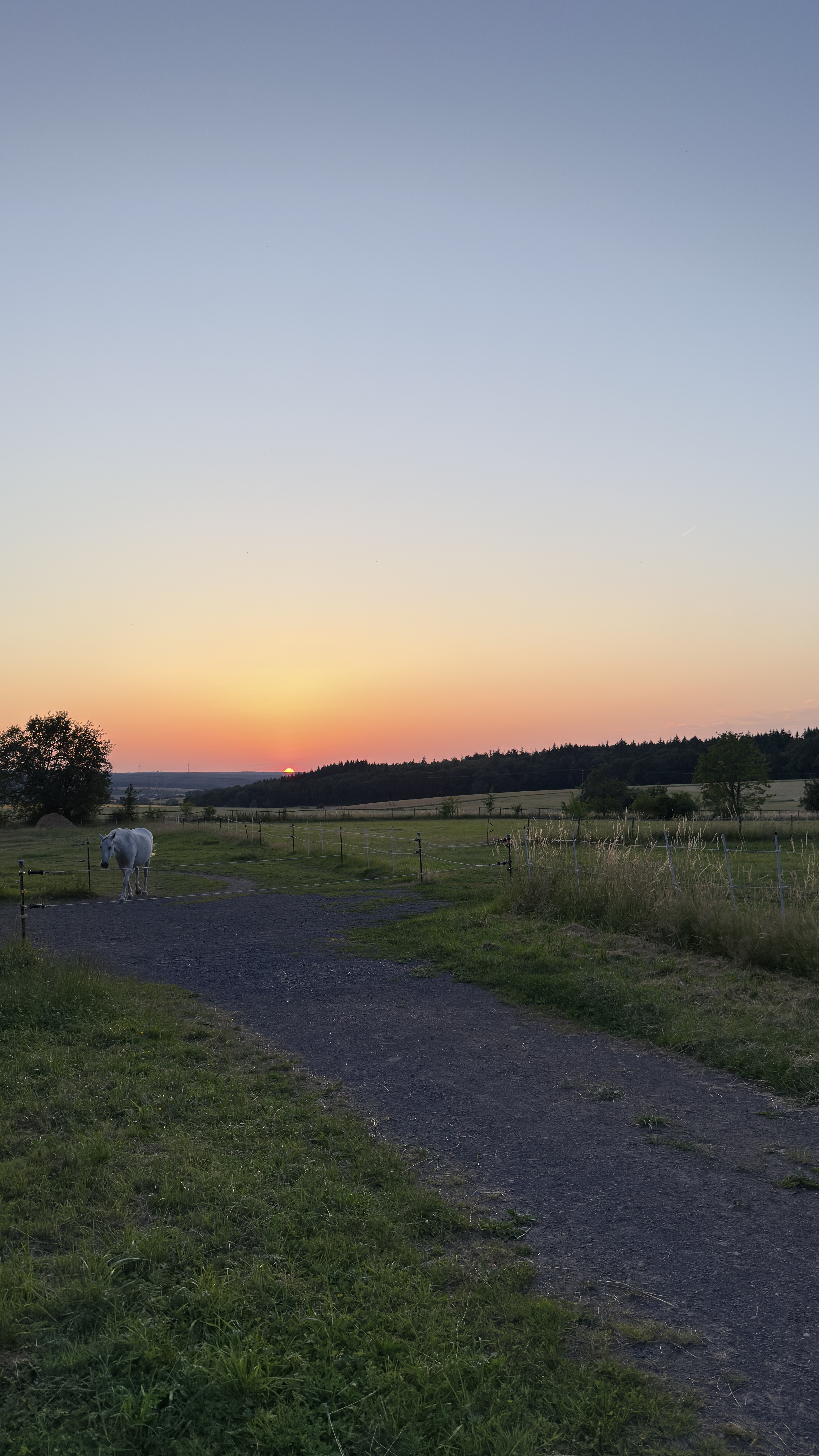 Abendstimmung auf dem Hofgut Schanze — Pferd auf dem Weg bei Sonnenuntergang