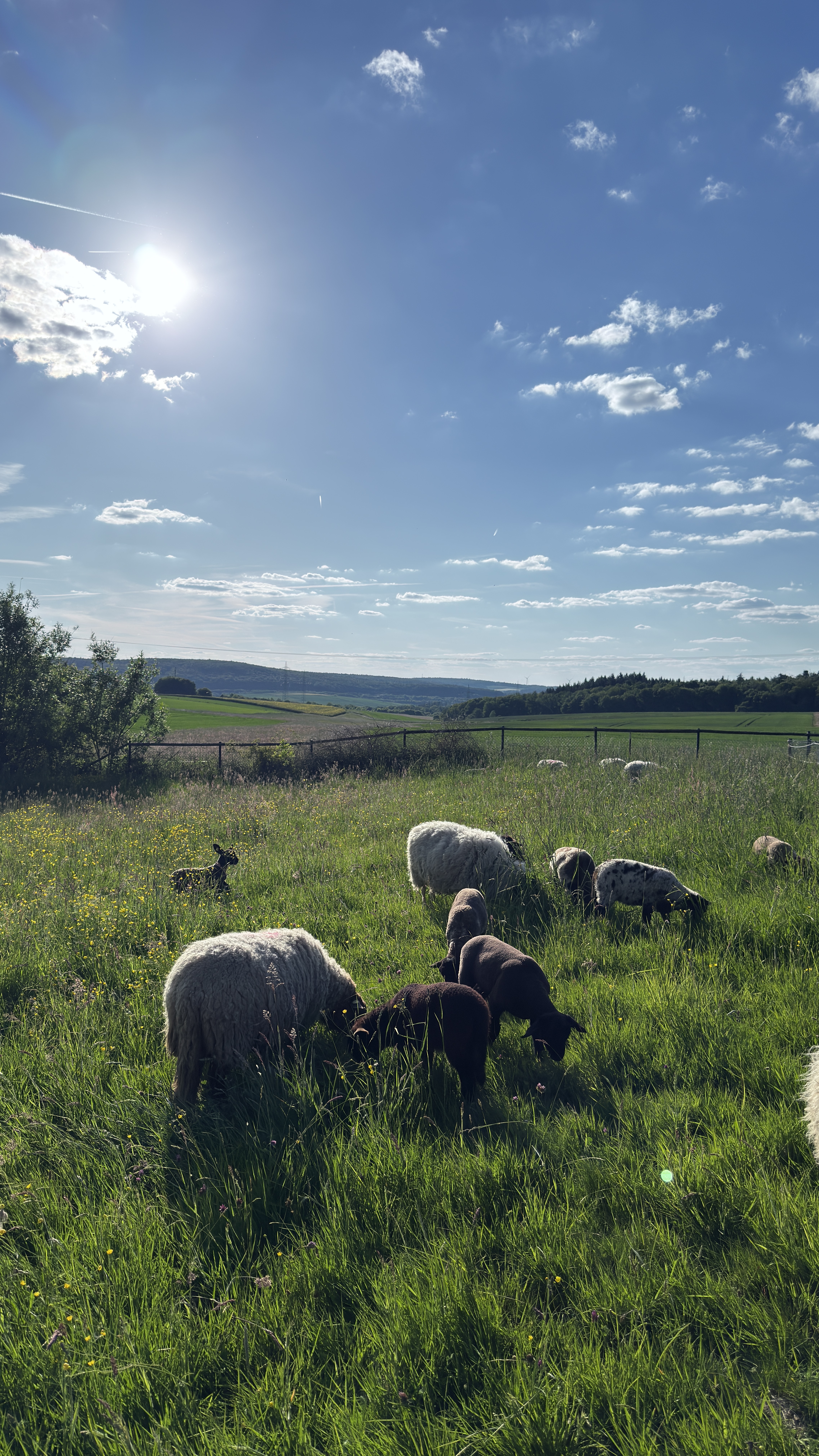 Schafherde auf der Sommerwiese des Hofgut Schanze — Taunus