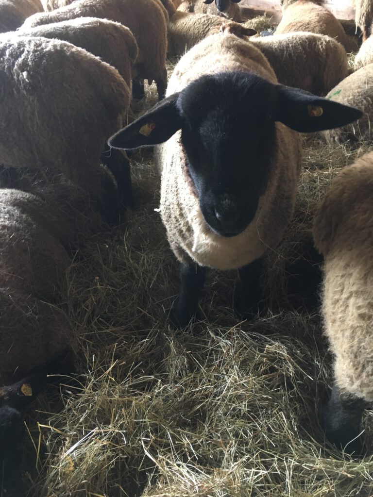Hello - I am from Suffolk, England