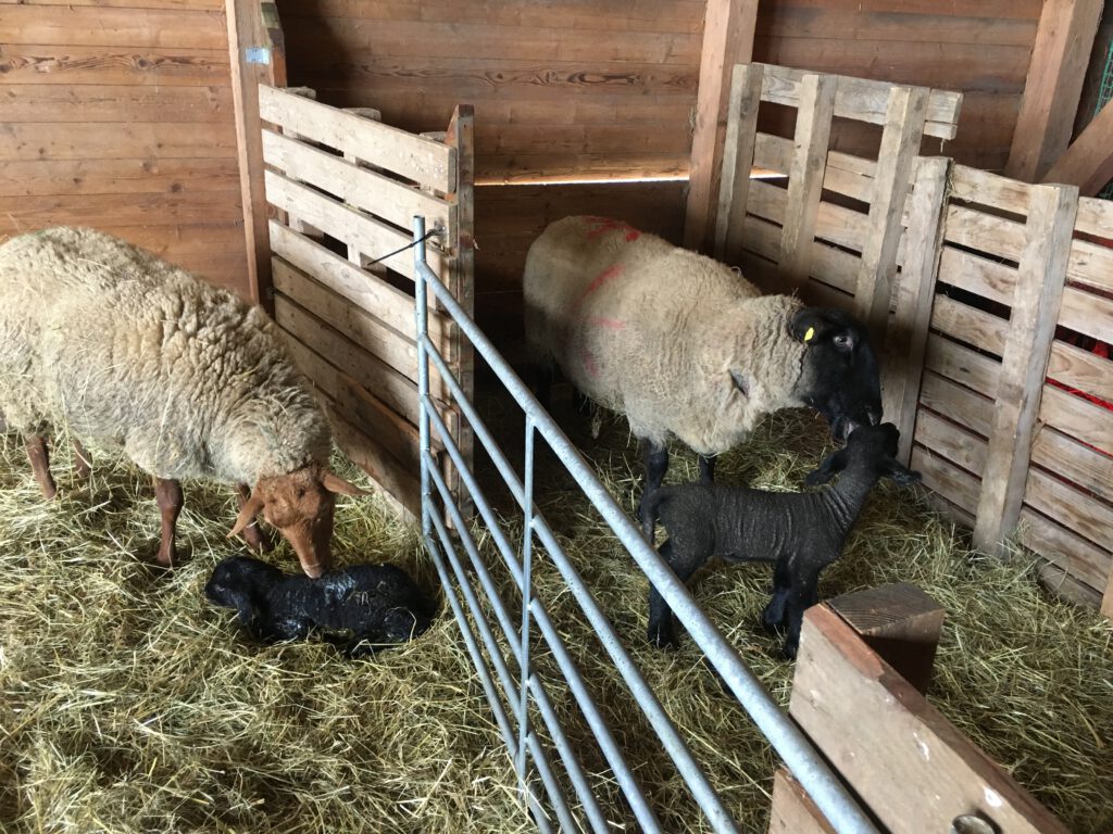 Die Mamas - Coburger Fuchs und Suffolk