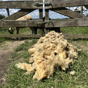 Wollflocken, unbehandelt