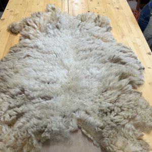 Wollvlies Rhönschaf